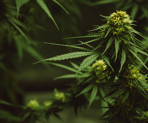 Cannabis